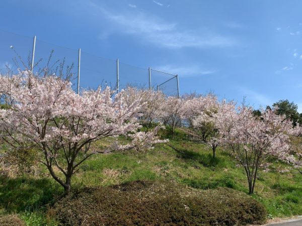 創業100周年『100本の桜』記念植樹の成長観察